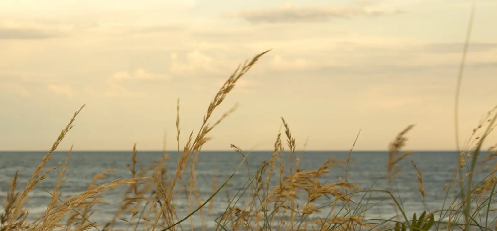 Pastos altos movidos por el viento frente al mar, al atardecer