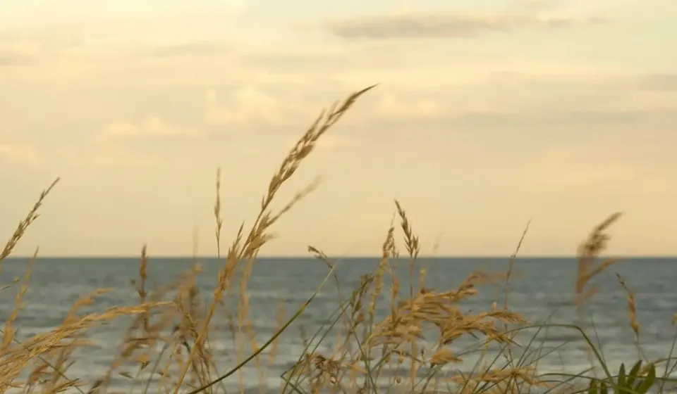Pastos altos frente al mar en la zona sur de Mar del Plata