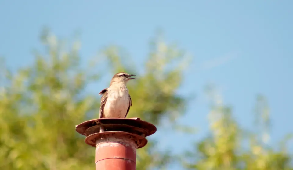 Una calandria canta sobre un caño, con árboles y cielo de fondo